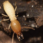 Solusi Efektif Lindungi Rumah dari Serangan Rayap